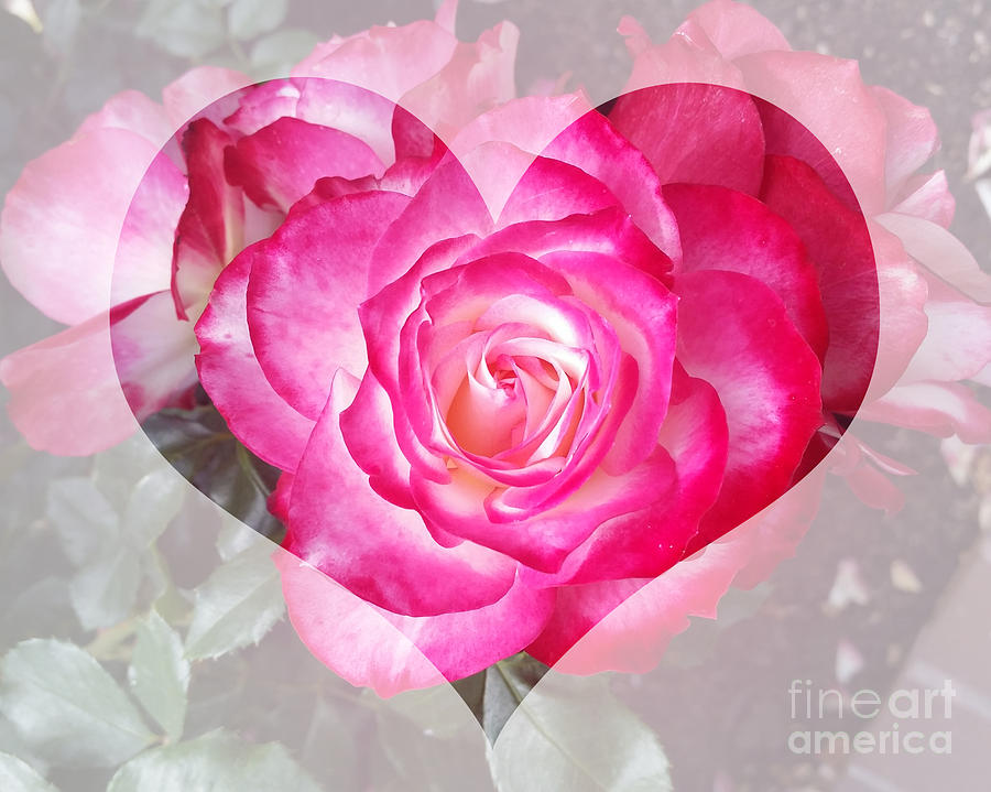 Heart Aglow Series No.8 - Rose Photograph by Hao Aiken