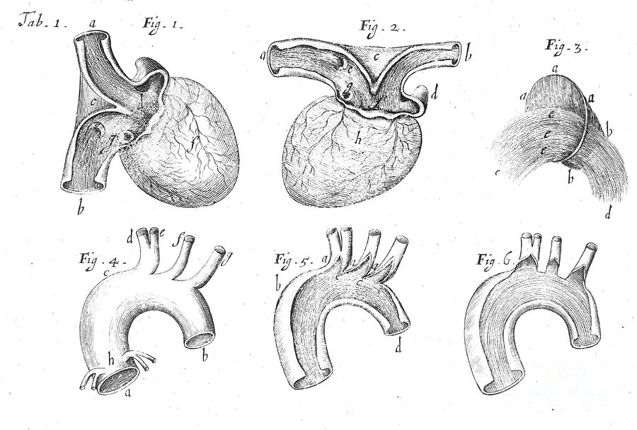 Heart And Aorta, Anatomical Photograph by Wellcome Images - Fine Art ...