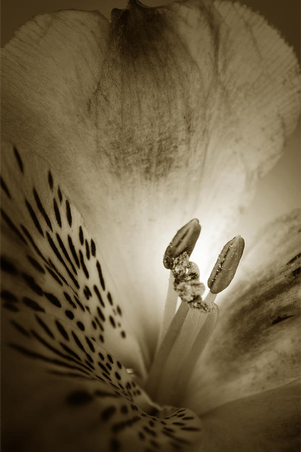 Flower Photograph - Heart And Soul of Alstroemeria  by Terence Davis