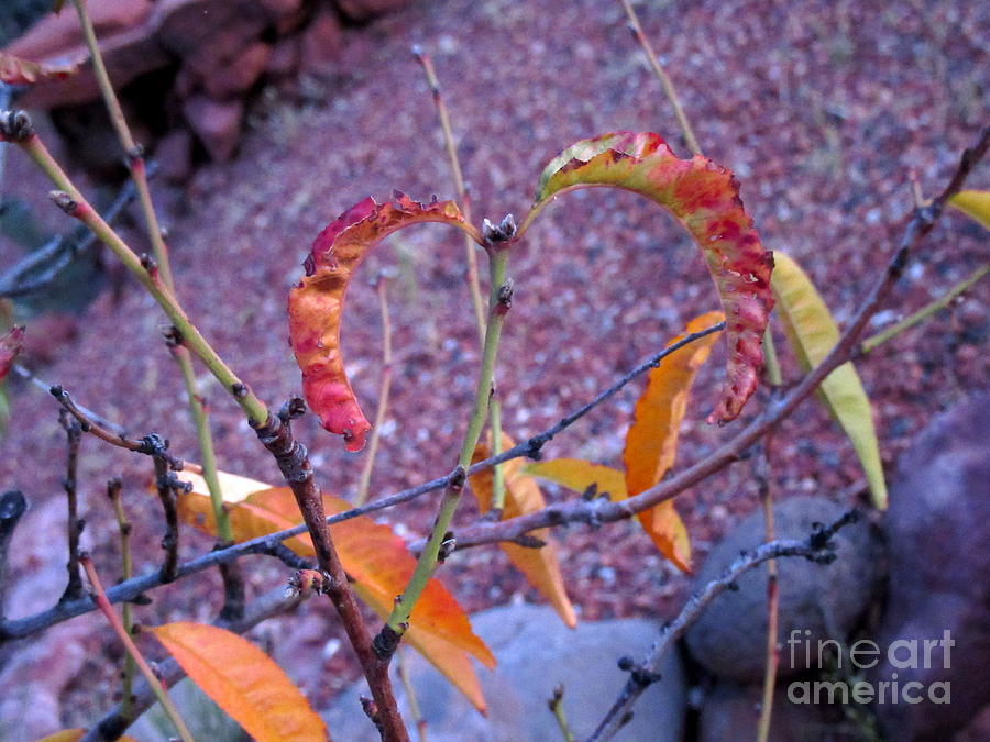 Heart Autumn Leaves Sedona Photograph by Mars Besso