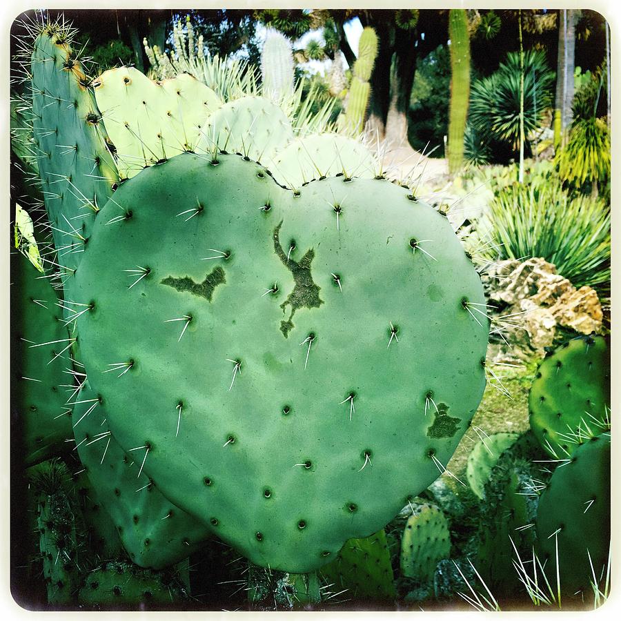 Heart Cactus Photograph by Anne Thurston