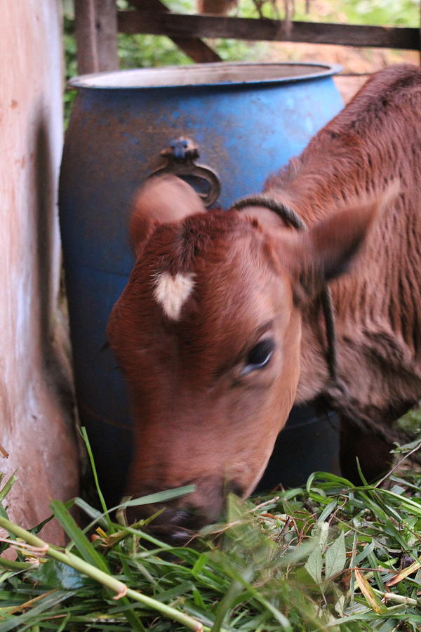 Heart Calf, Karuna Farm Photograph by Jennifer Mazzucco