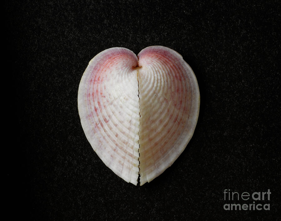 Heart cockle Photograph by English School