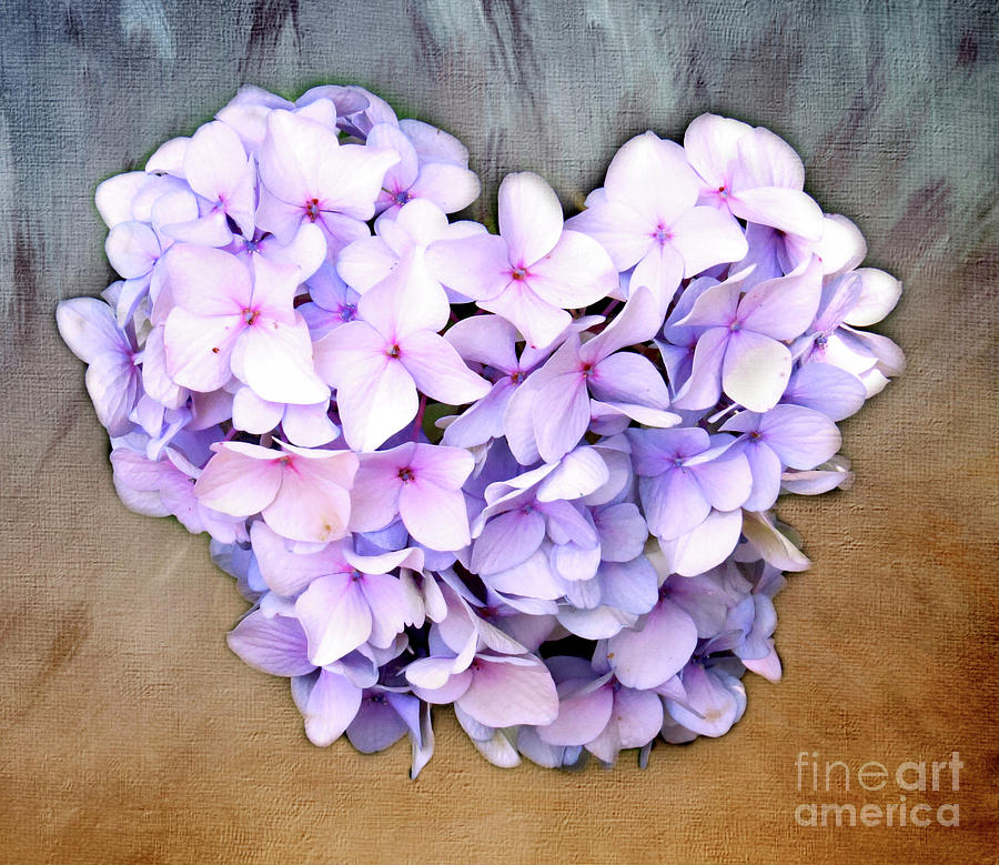 Flowers Still Life Photograph - Heart Hydrangea by Clare VanderVeen