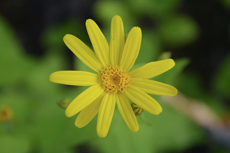 Heart Leaf Arnica 2 Photograph by Whispering Peaks Photography