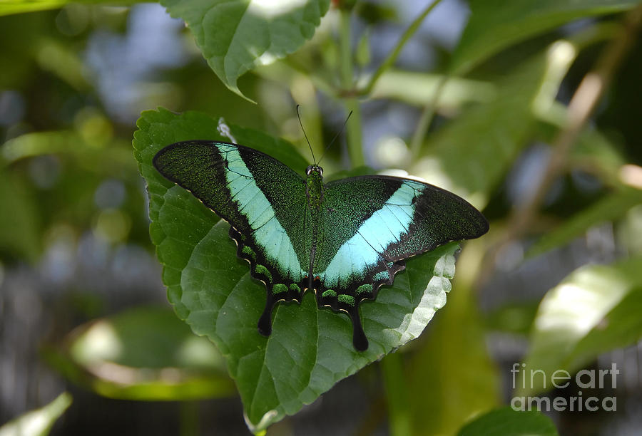 Heart Leaf Butterfly Photograph by David Lee Thompson