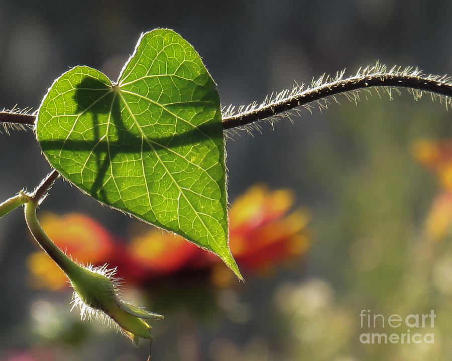 Heart Leaf 1 Photograph by Christy Garavetto