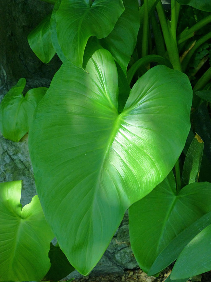 Heart Leaf Photograph by Claudia Goodell