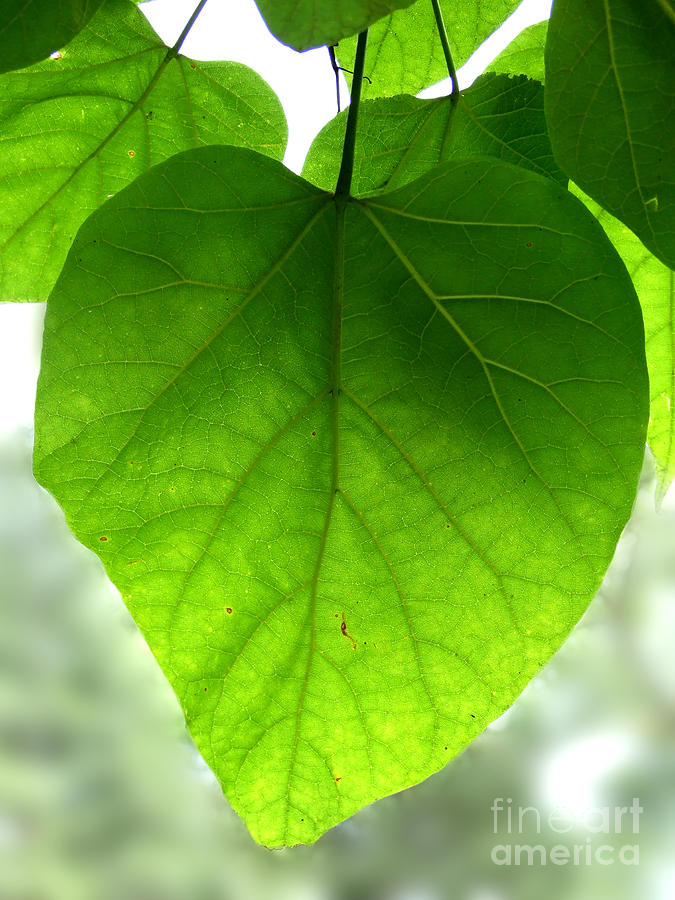 Heart Leaf Photograph Photograph by Kristen Fox