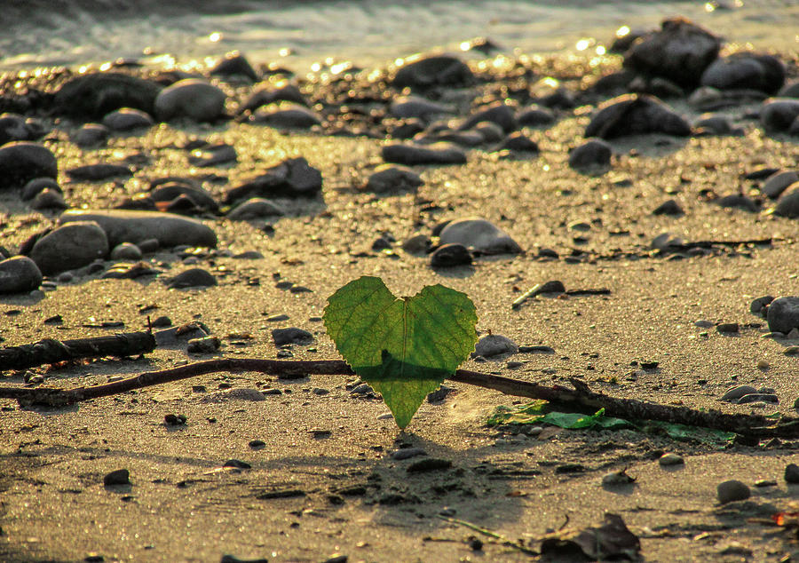 Sunset Photograph - Heart made with Leaf by Cesar Vieira
