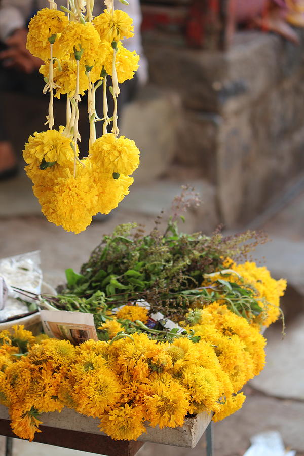 Heart Marigolds, Near Sajjangad Photograph by Jennifer Mazzucco
