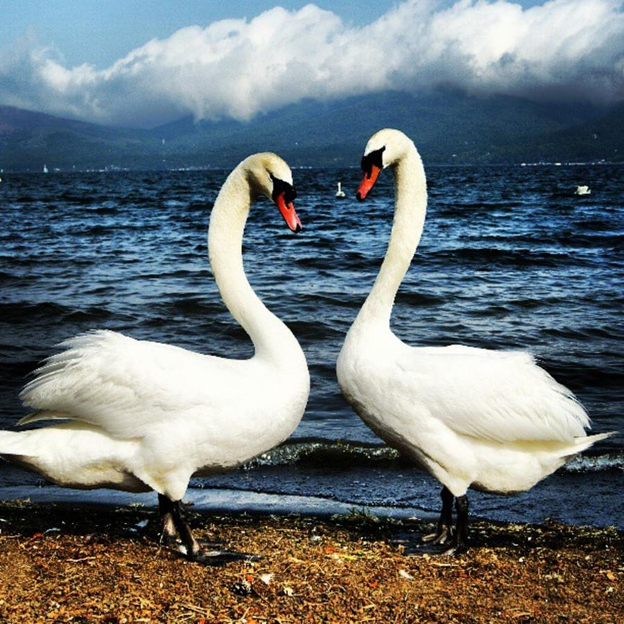 Swan Photograph - Heart Mark By 2 Swans @ Lake Yamanaka by Nori Strong
