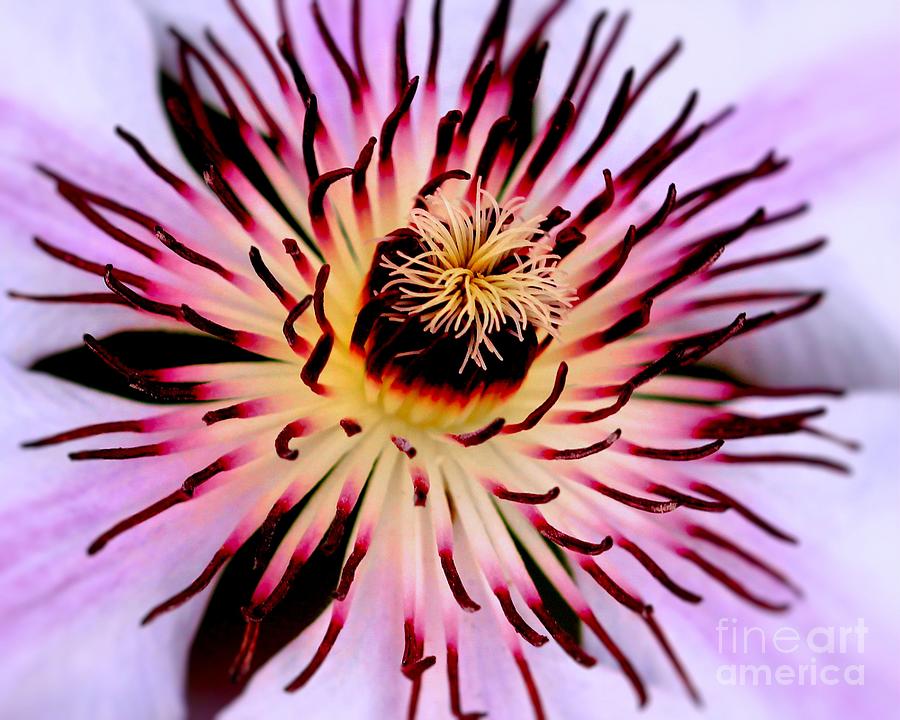 Heart of a Clematis Photograph by Baggieoldboy