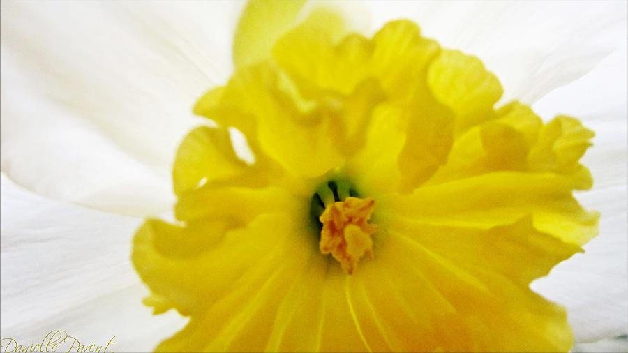Heart Of A Daffodil by Danielle Parent Heart Of A Daffodil by Danielle Parent