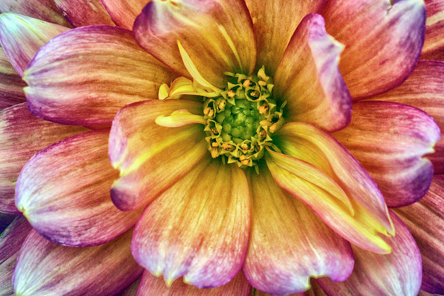 Heart Of a Dahlia Photograph by Constantine Gregory