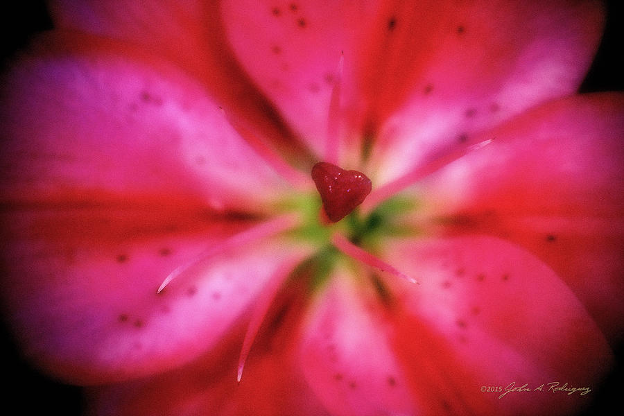Heart of a Flower Photograph by John A Rodriguez