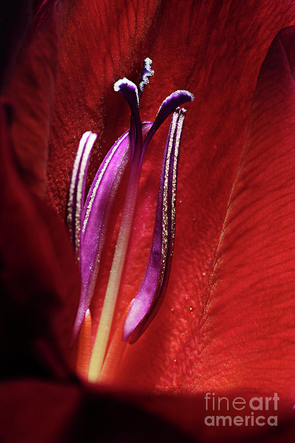 Heart of a Gladiolus Photograph by Ann Garrett