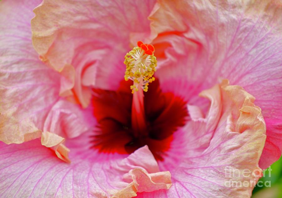 Heart of a Hibiscus Photograph by Craig Wood