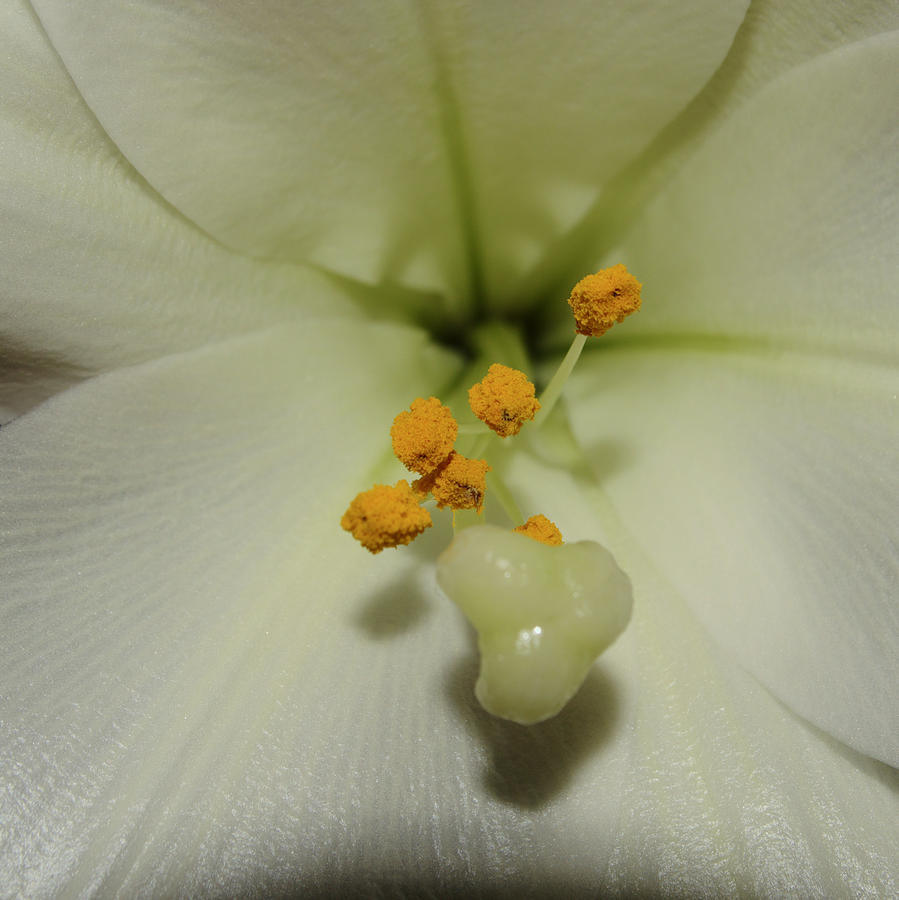 Heart Of A Lily Photograph by Adrian Wale