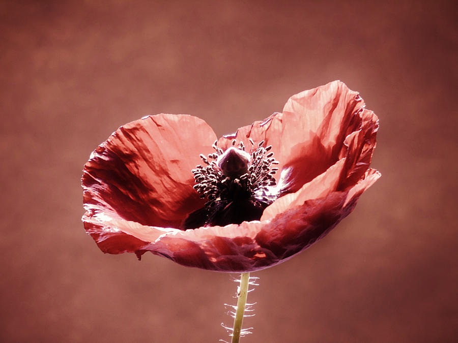 Heart of a Poppy Photograph by Barbara St Jean