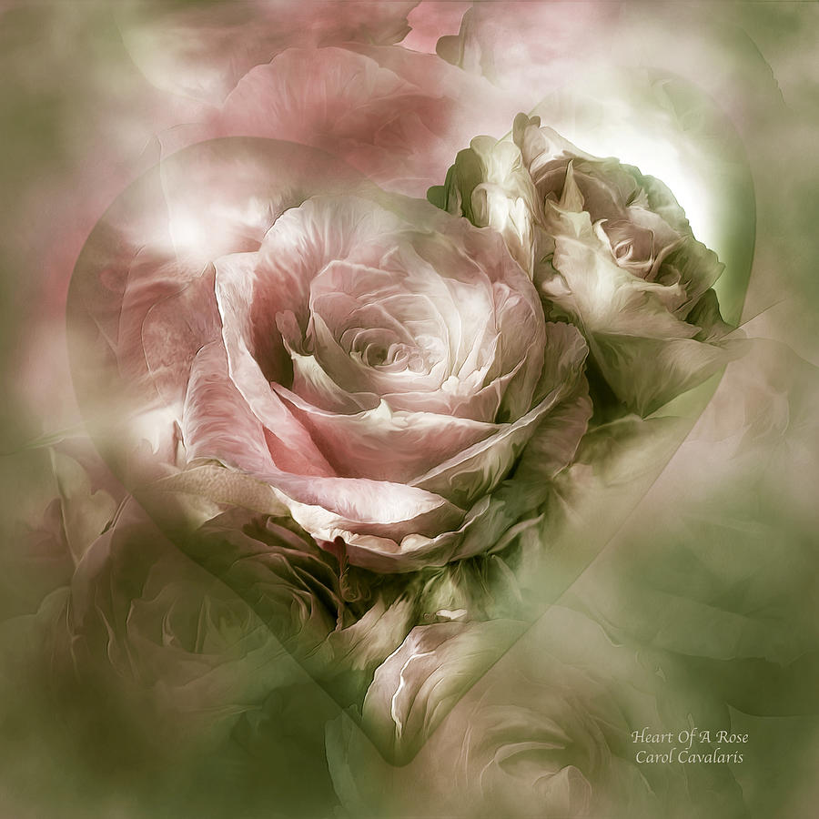 Rose Mixed Media - Heart Of A Rose - Antique Pink by Carol Cavalaris