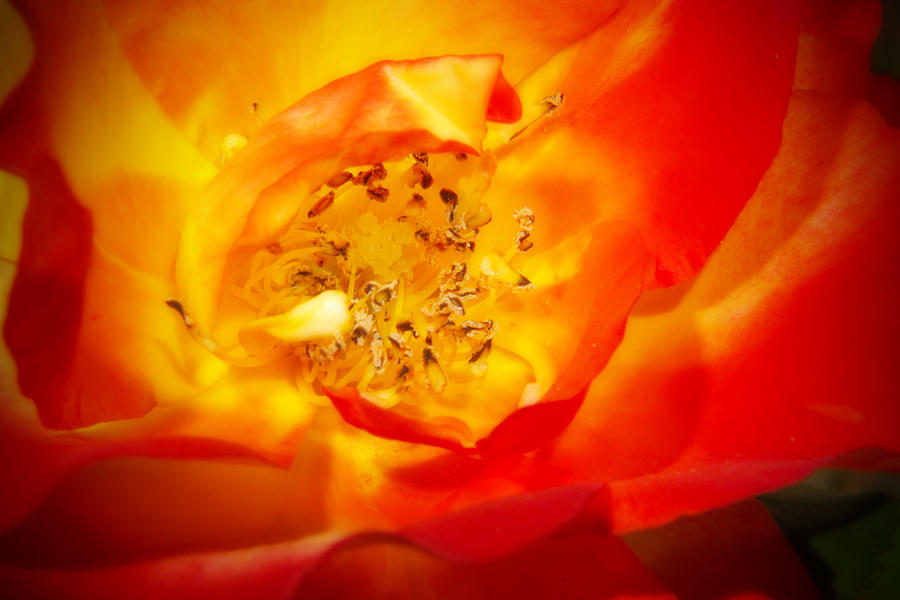 Heart of a Rose Photograph by Barry Jones