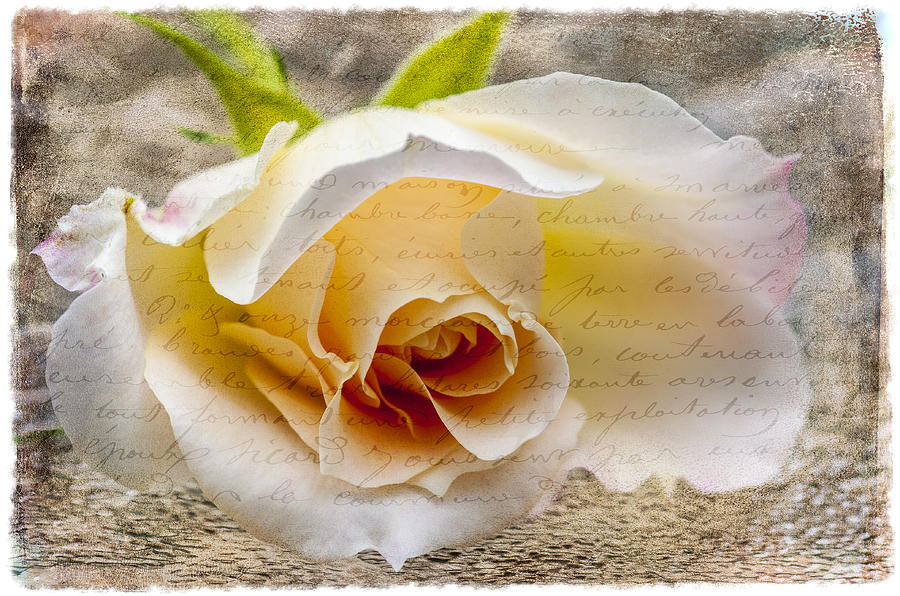 Heart Of A Rose Photograph by Cathy Kovarik