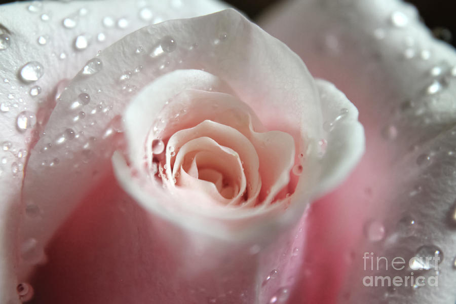 Heart of a rose Photograph by Claudia M Photography