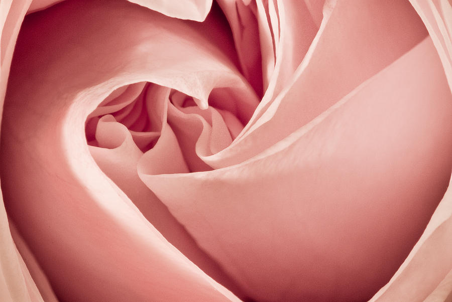 Heart Of A Rose In Pink Photograph