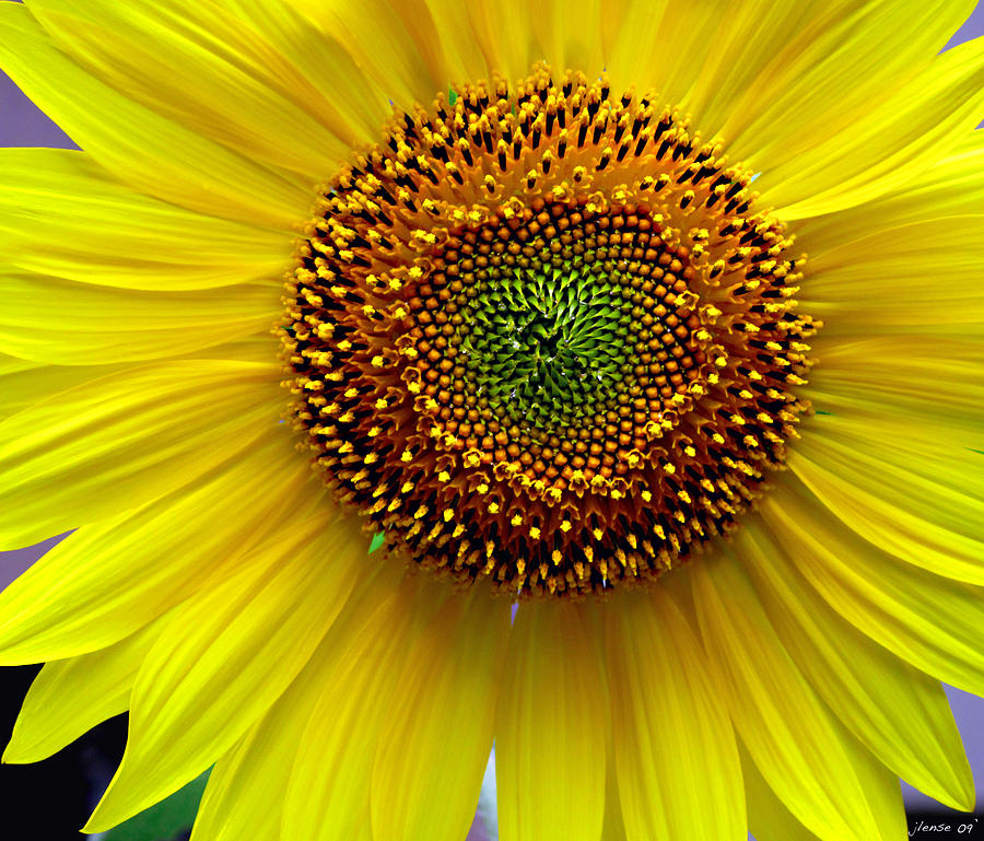 Heart of a Sunflower Photograph by JoAnn Lense
