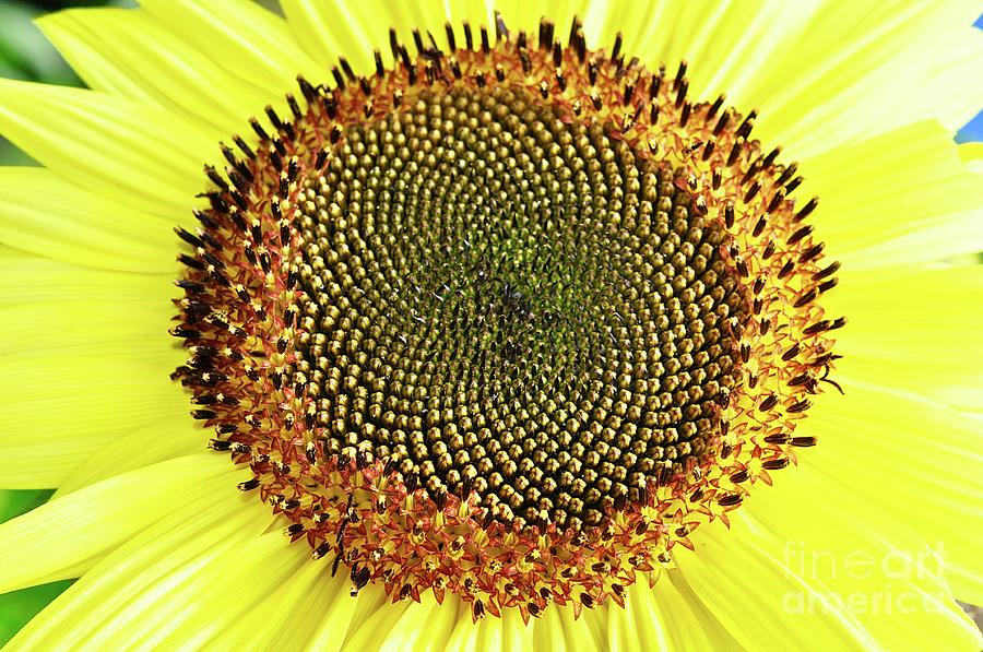 Heart Of A Sunflower Photograph