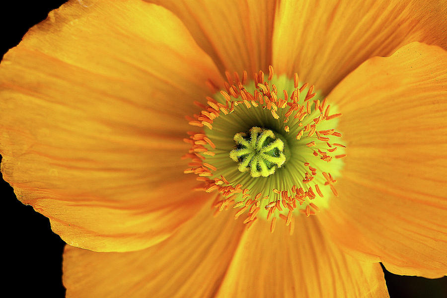 Heart of a Yellow Poppy Photograph by Vanessa Thomas