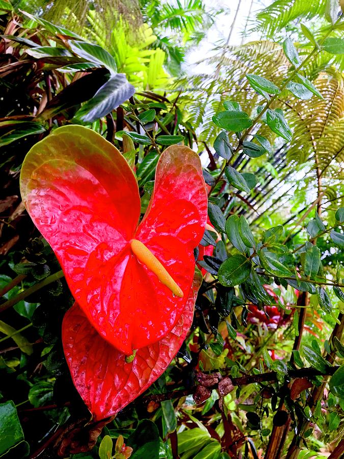 Heart of Anthurium Aloha Photograph by Joalene Young