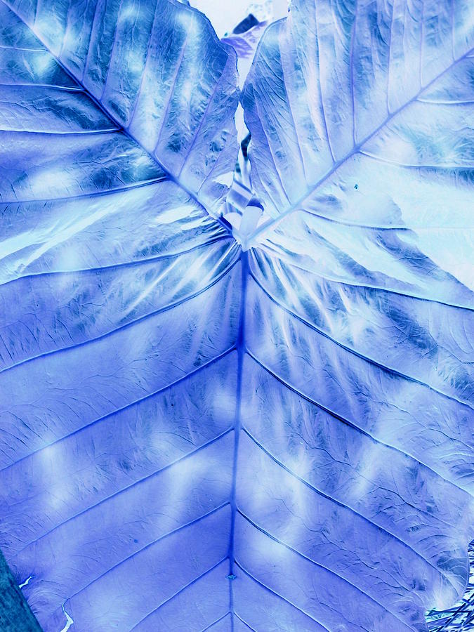Heart Of Blue Photograph by Florene Welebny