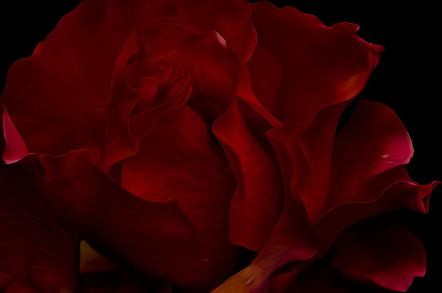 Deep Red Rose Flower Head Against A Dark Red Background, 55% OFF