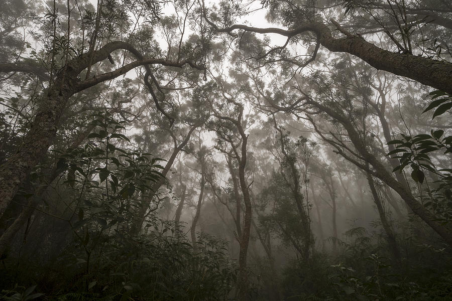 Jungle Photograph - Heart Of Darkness by Karsten Wrobel