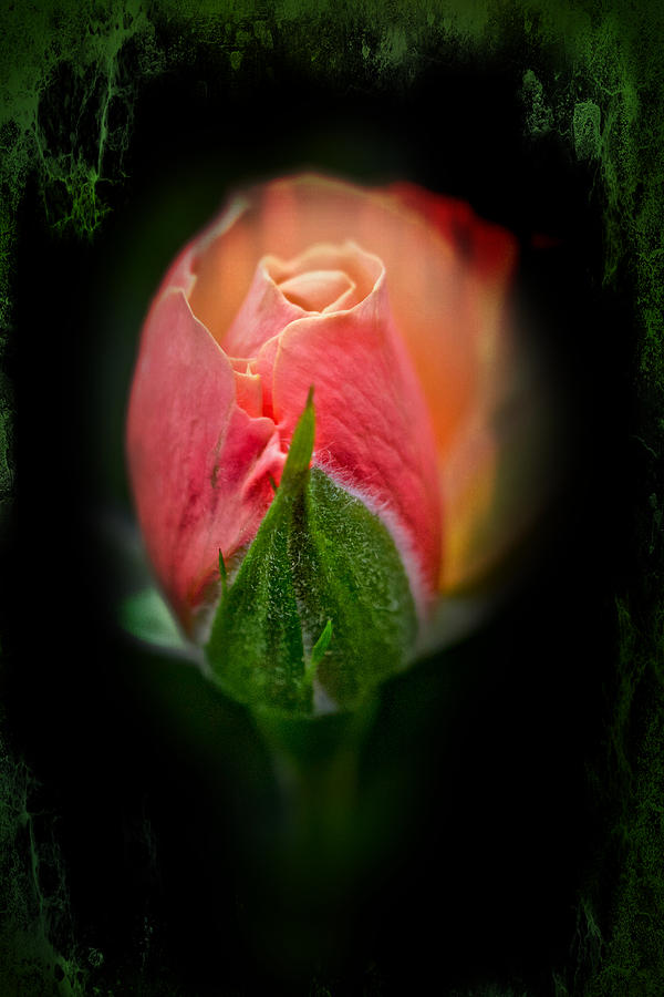 Heart of Darkness - Rosebud Photograph by Carol Senske