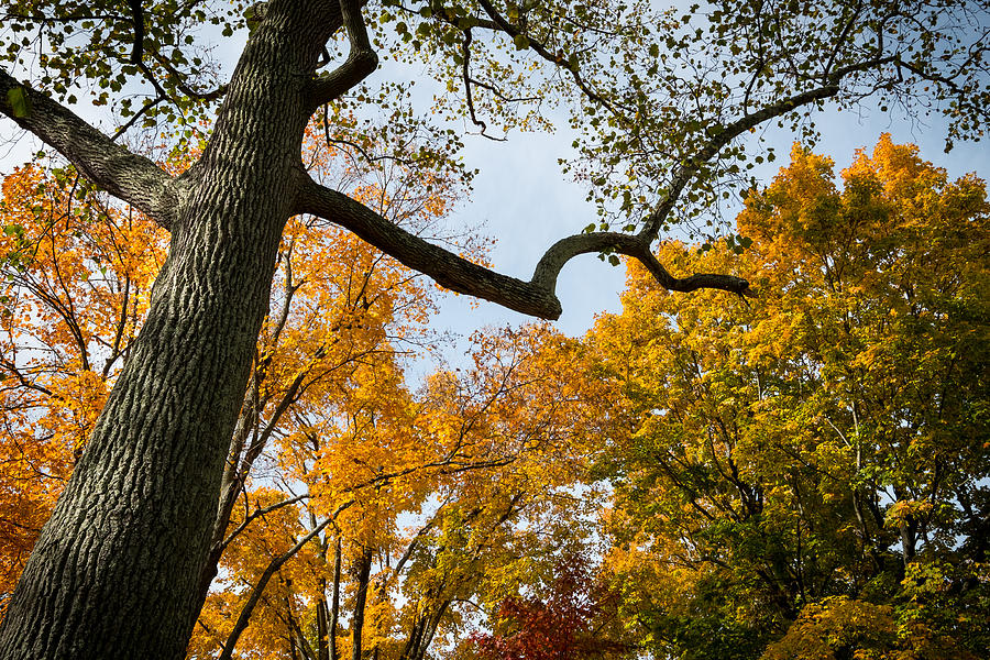 Heart of Fall Photograph by Glenn DiPaola