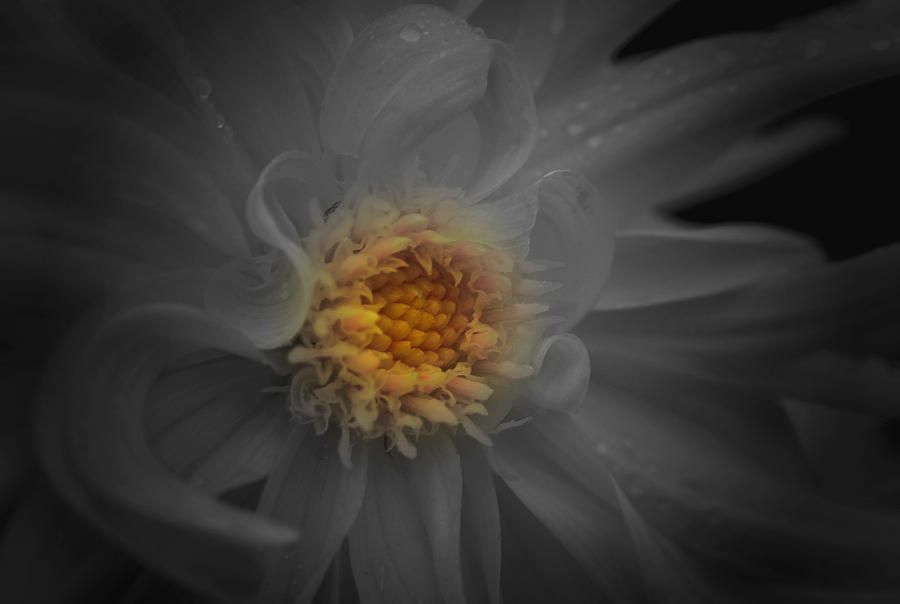 Flower Photograph - Heart of Gold by Richard Andrews