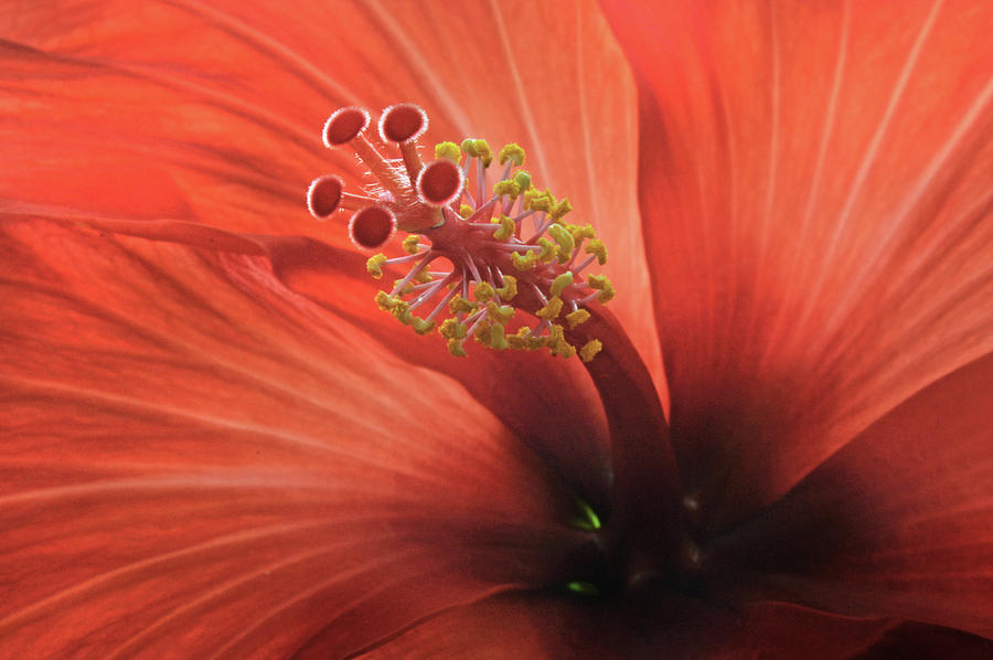 Heart Of Hibiscus Photograph by Terence Davis