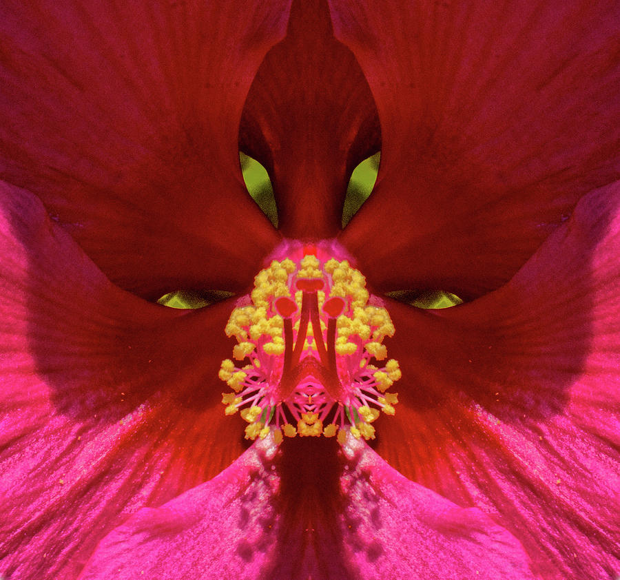 Heart of Hibiscus Image Pareidolia Photograph by Constantine Gregory