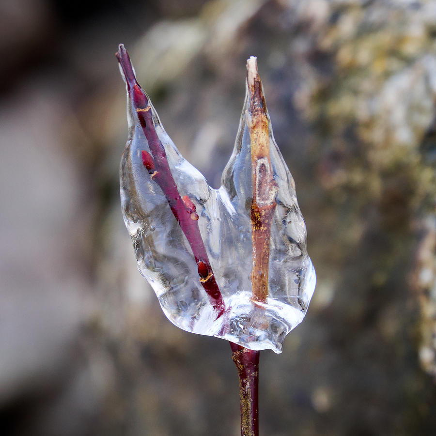 Heart of Ice Photograph by Jouko Lehto