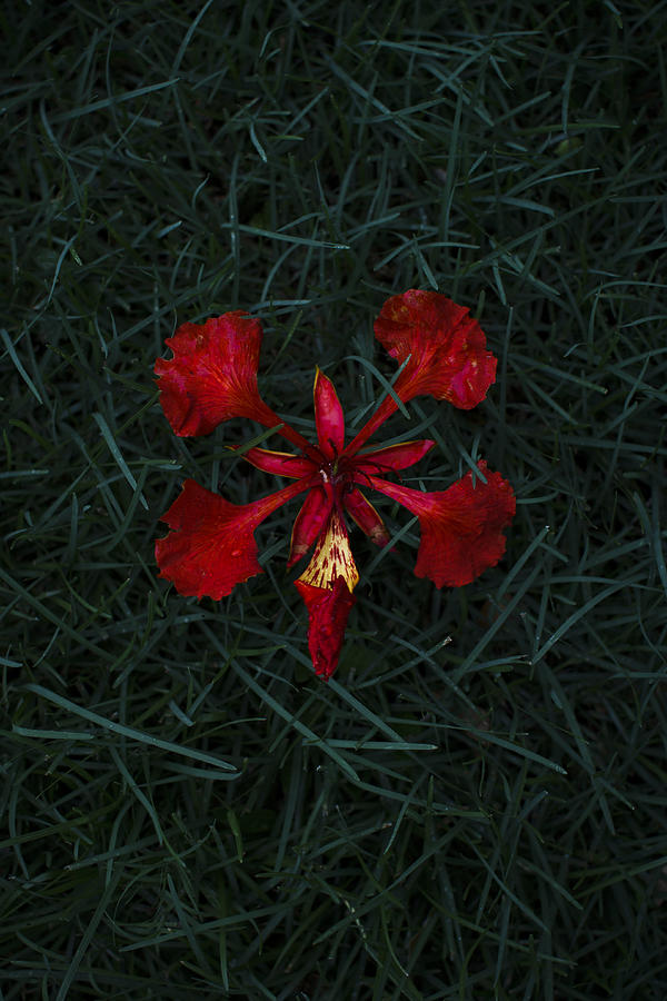 Red Flower Photograph - Heart of Mine by Mario Morales Rubi