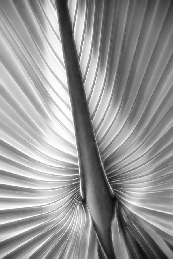 Heart of Palm Photograph by Mitch Spence