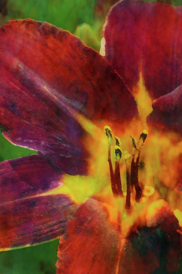 Heart of the Flame Daylily 1251 DP_2 Photograph by Steven Ward