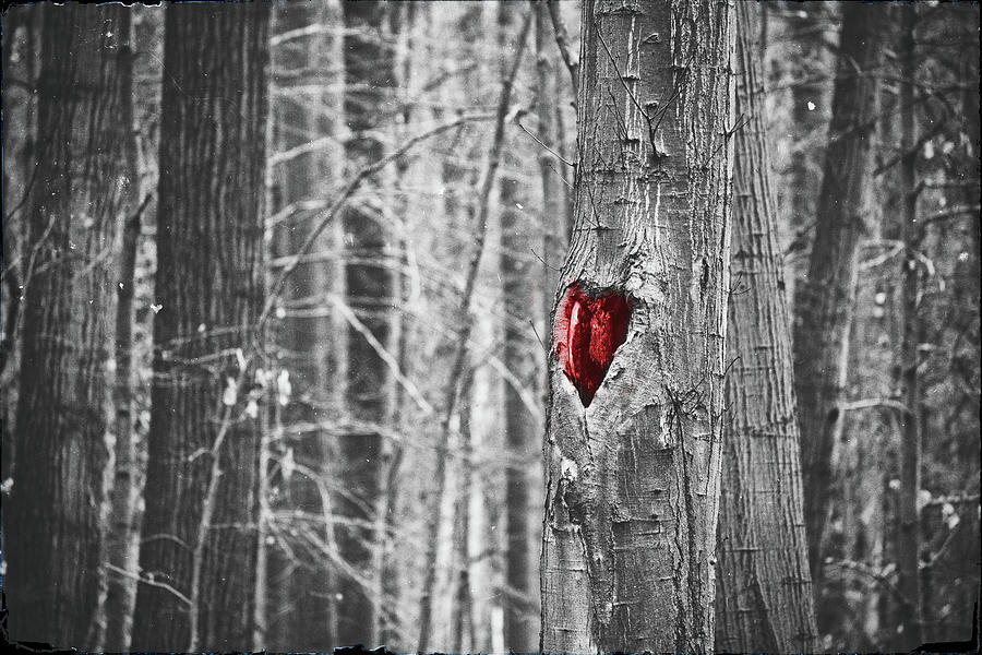 Heart Of The Forest Photograph