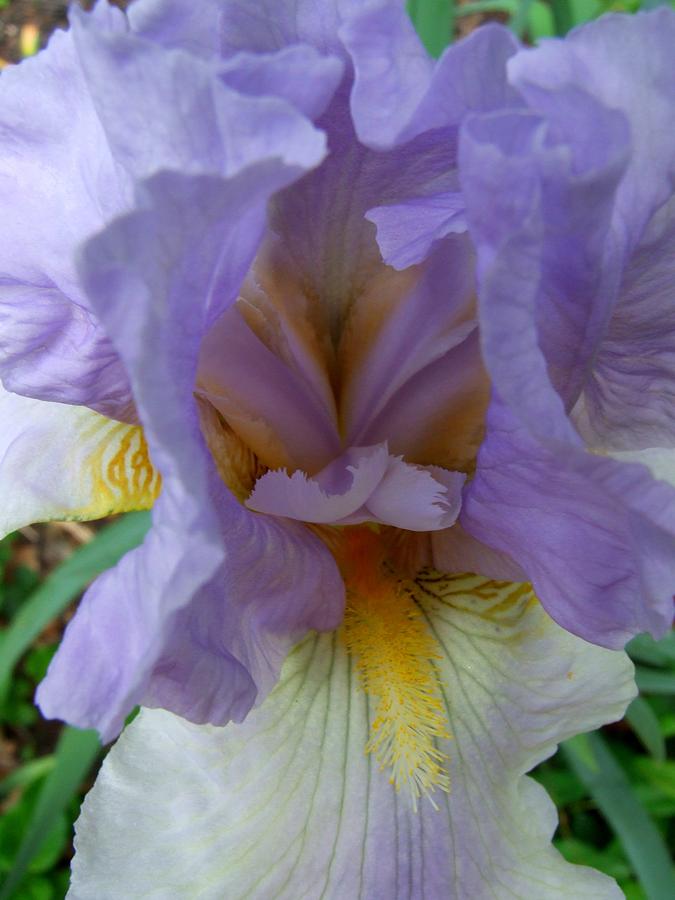 Heart of the Iris Photograph by Michiale Schneider