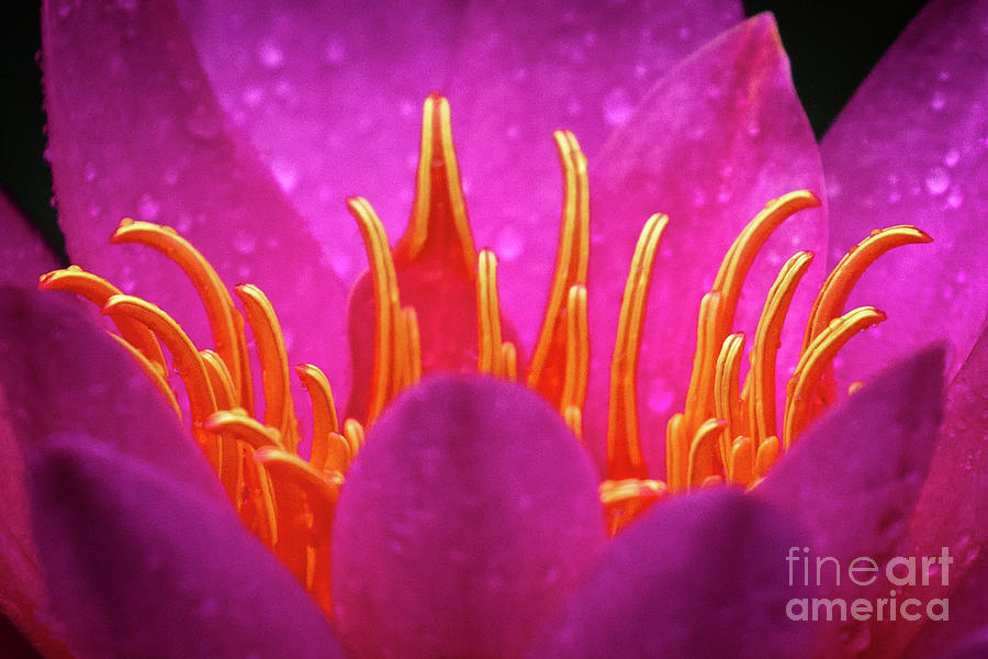 Heart Of The Lily Photograph by Doug Sturgess