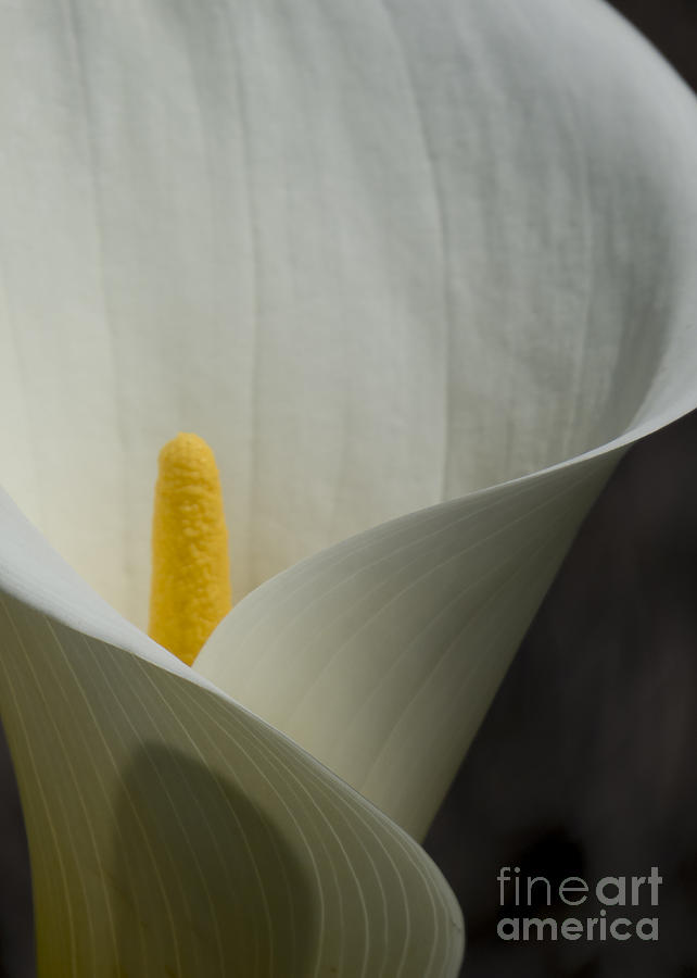 Heart of the Lily Photograph by Lili Feinstein