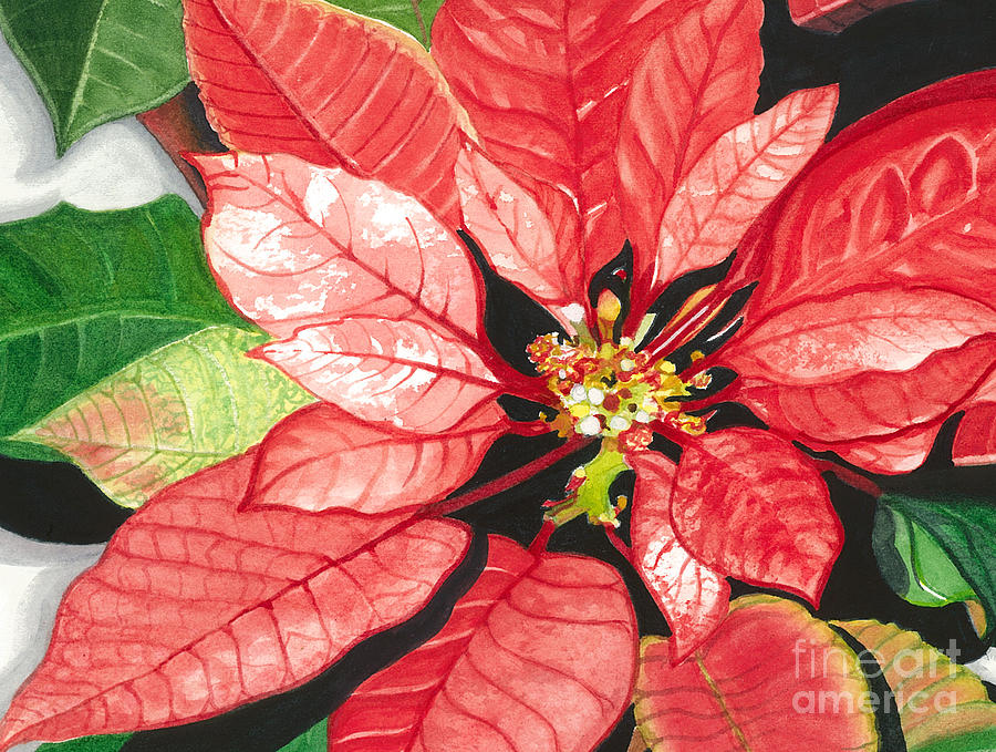 Red Flower Painting - Poinsettia, Star of Bethlehem No. 2 by Barbara Jewell
